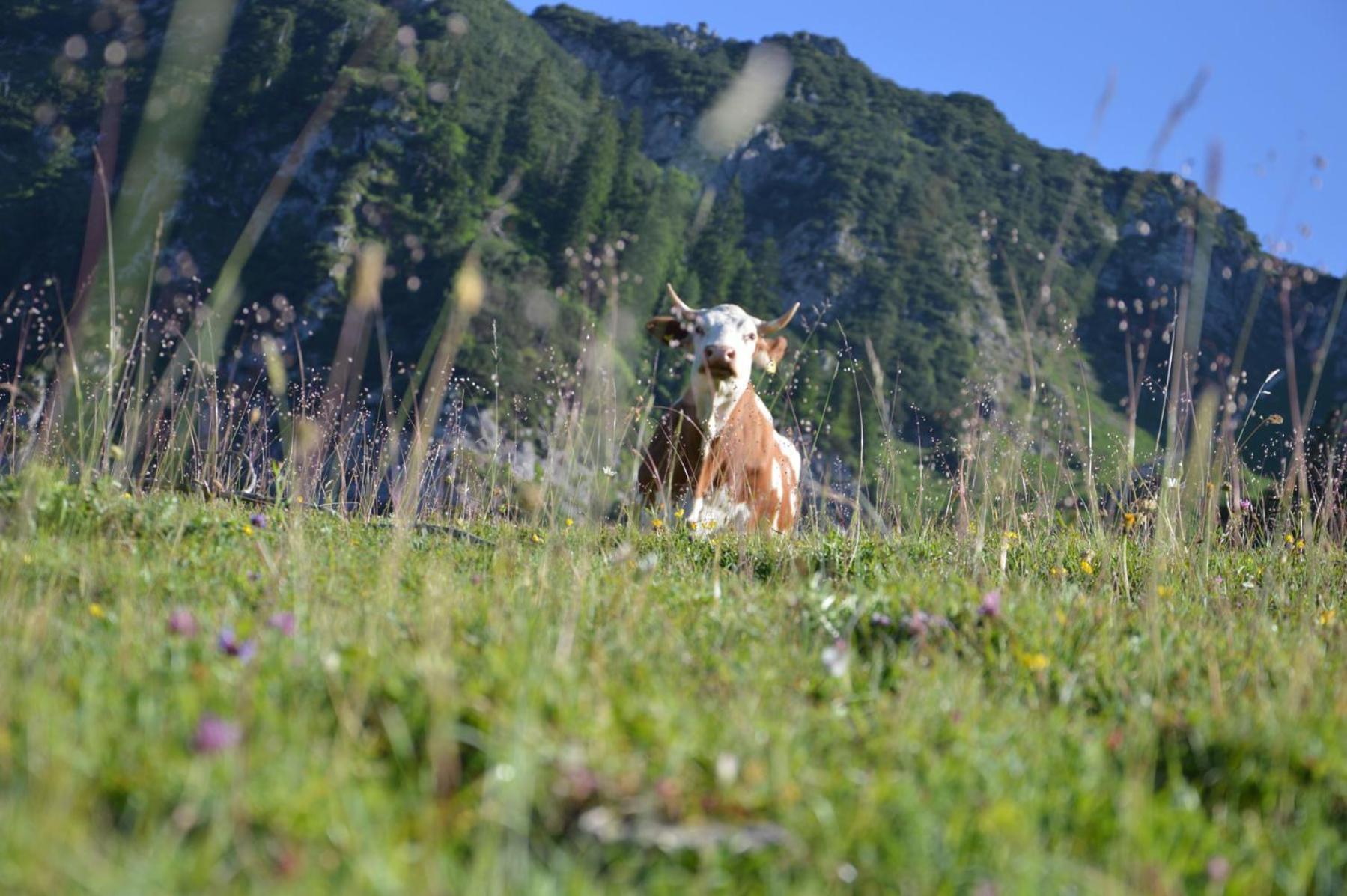 Bruendling-Alm Berggasthof Auf 1167M Auf Dem Hochfelln Ξενοδοχείο Μπέργκεν Εξωτερικό φωτογραφία