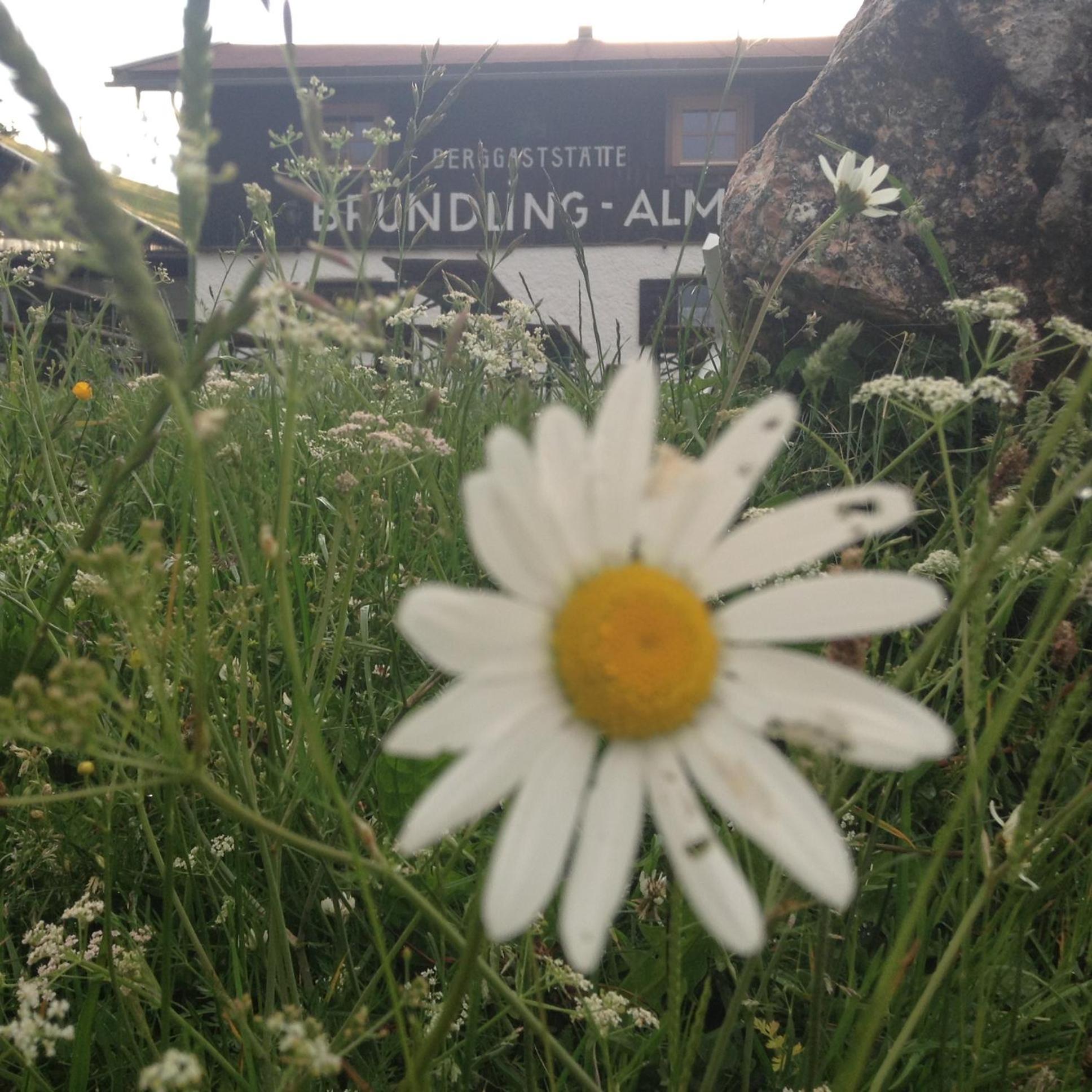 Bruendling-Alm Berggasthof Auf 1167M Auf Dem Hochfelln Ξενοδοχείο Μπέργκεν Εξωτερικό φωτογραφία